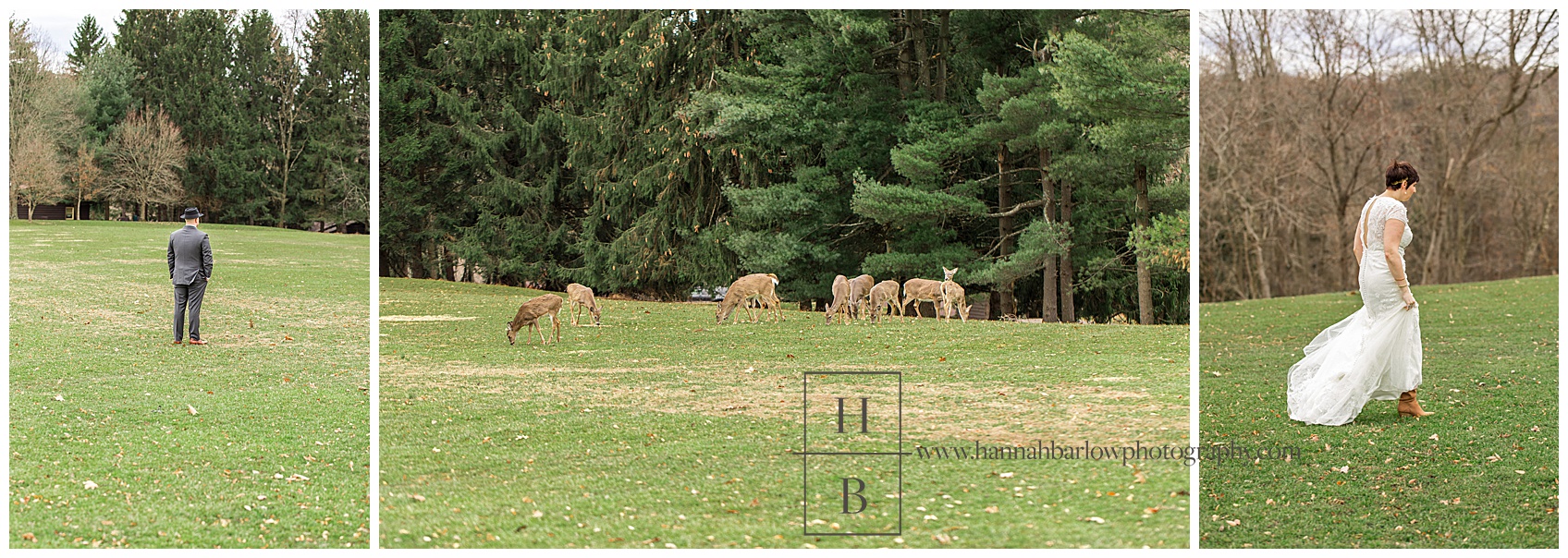 Deer in field at Oglebay