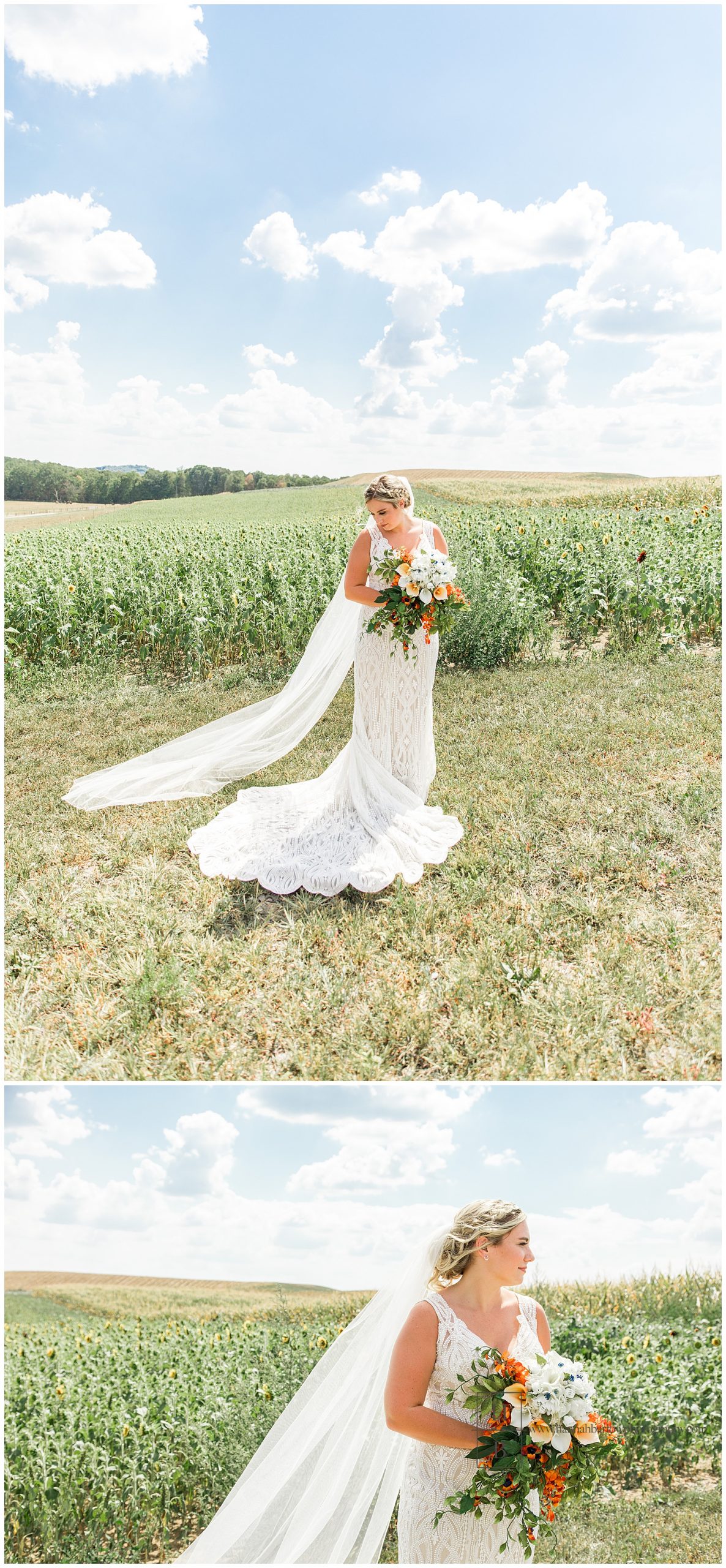 Bride in Sunflower Field at Renshaw Farms