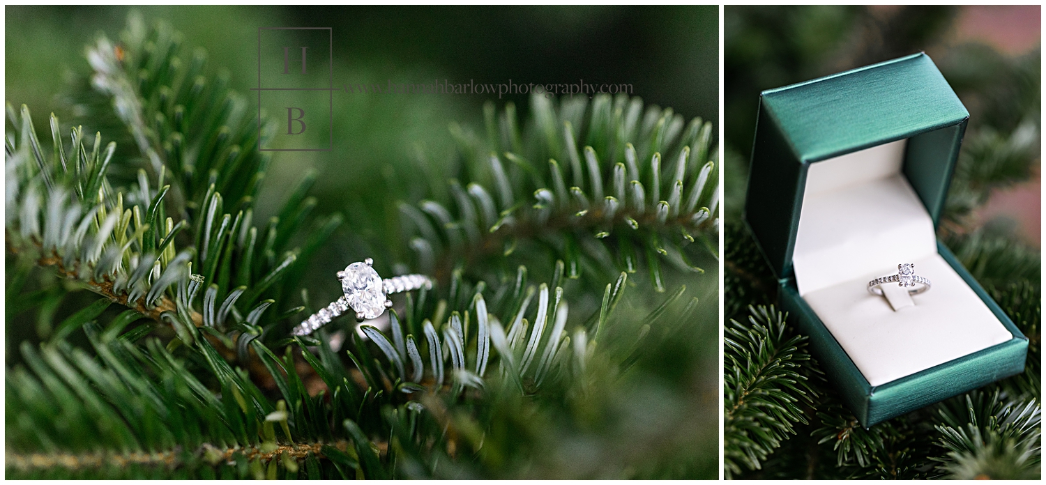 Engagement ring nestled in pine tree