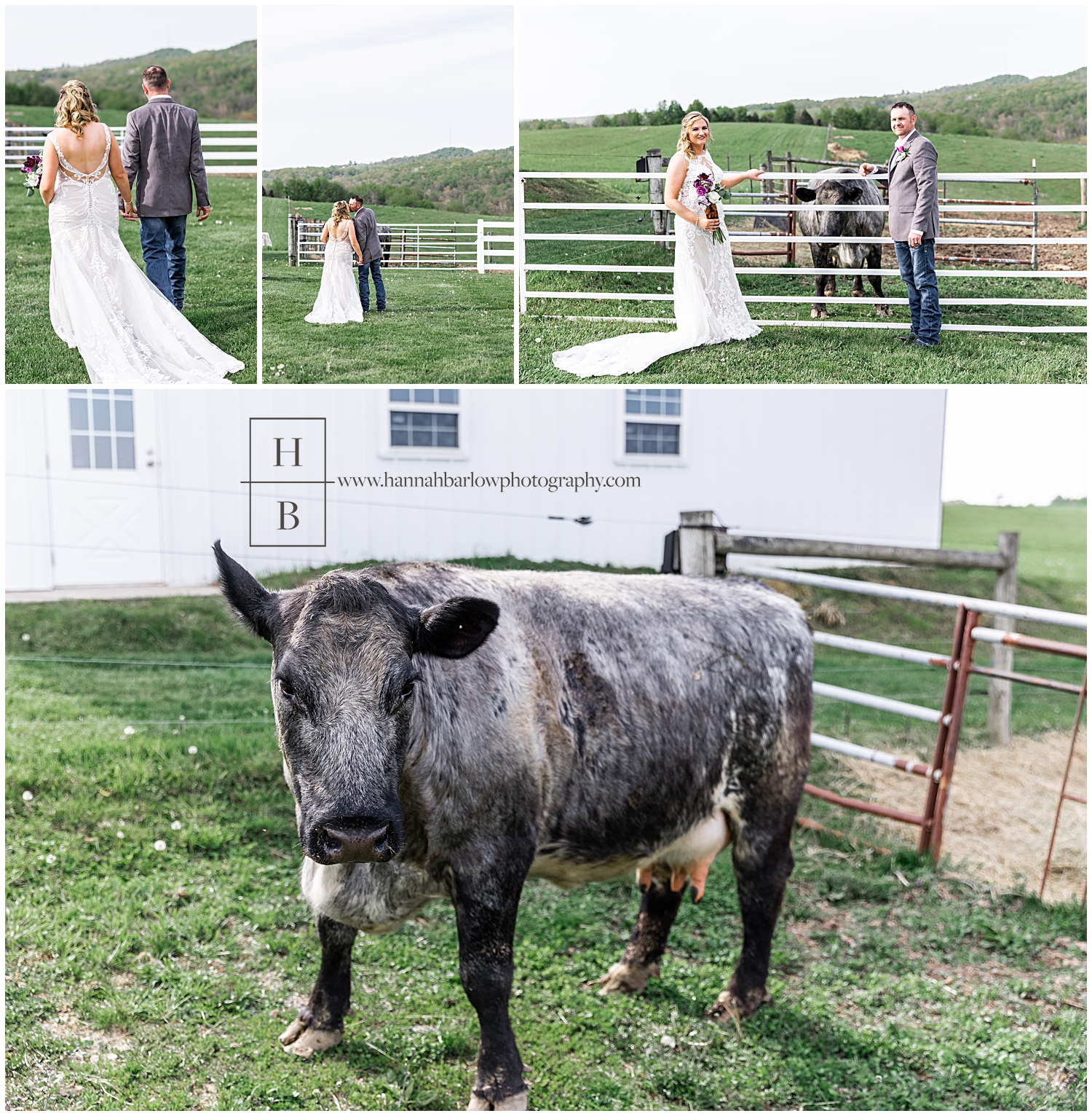 Bride and groom pose with cow by white fence for wedding photos.