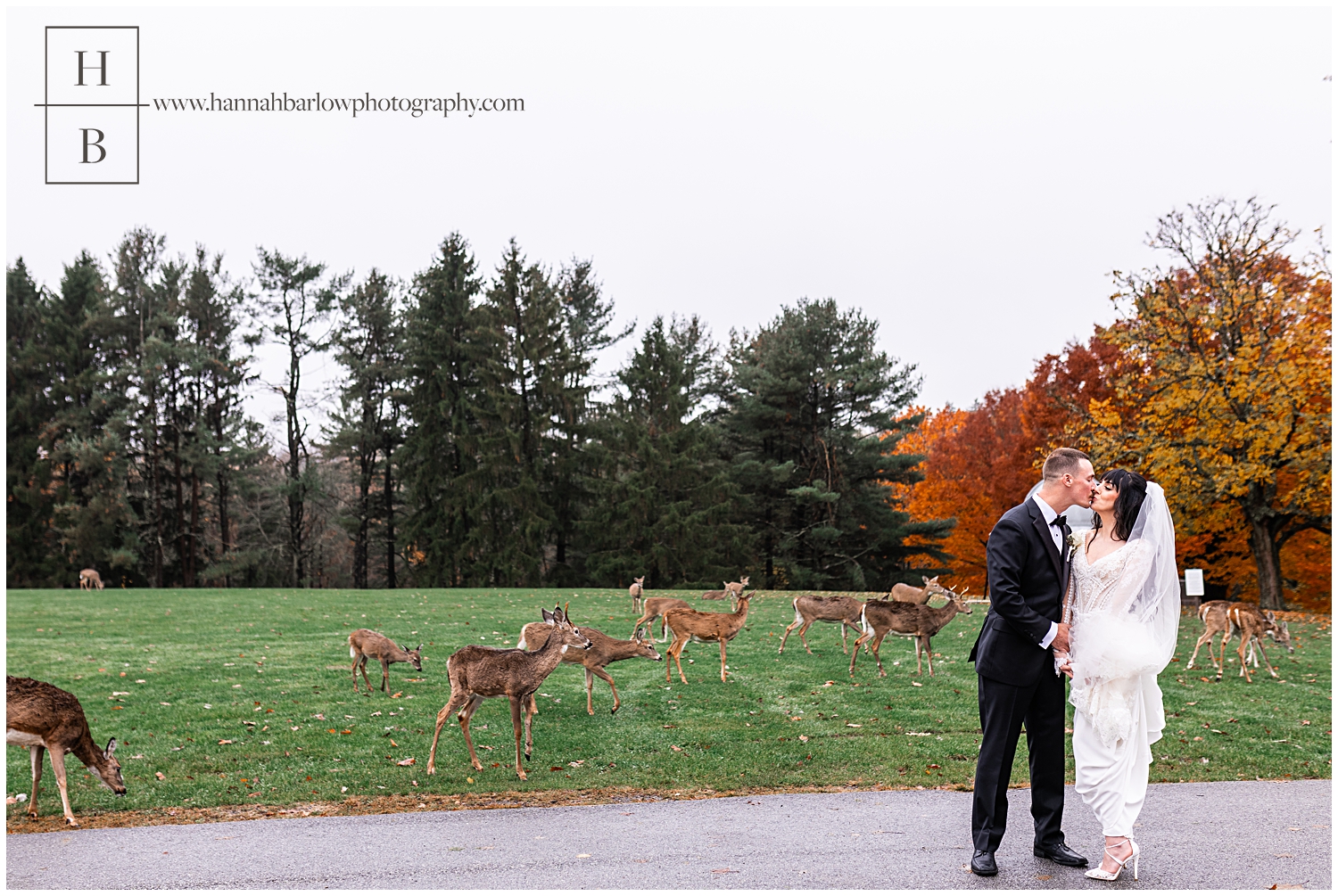 Bride and groom kiss with deer in field behind them