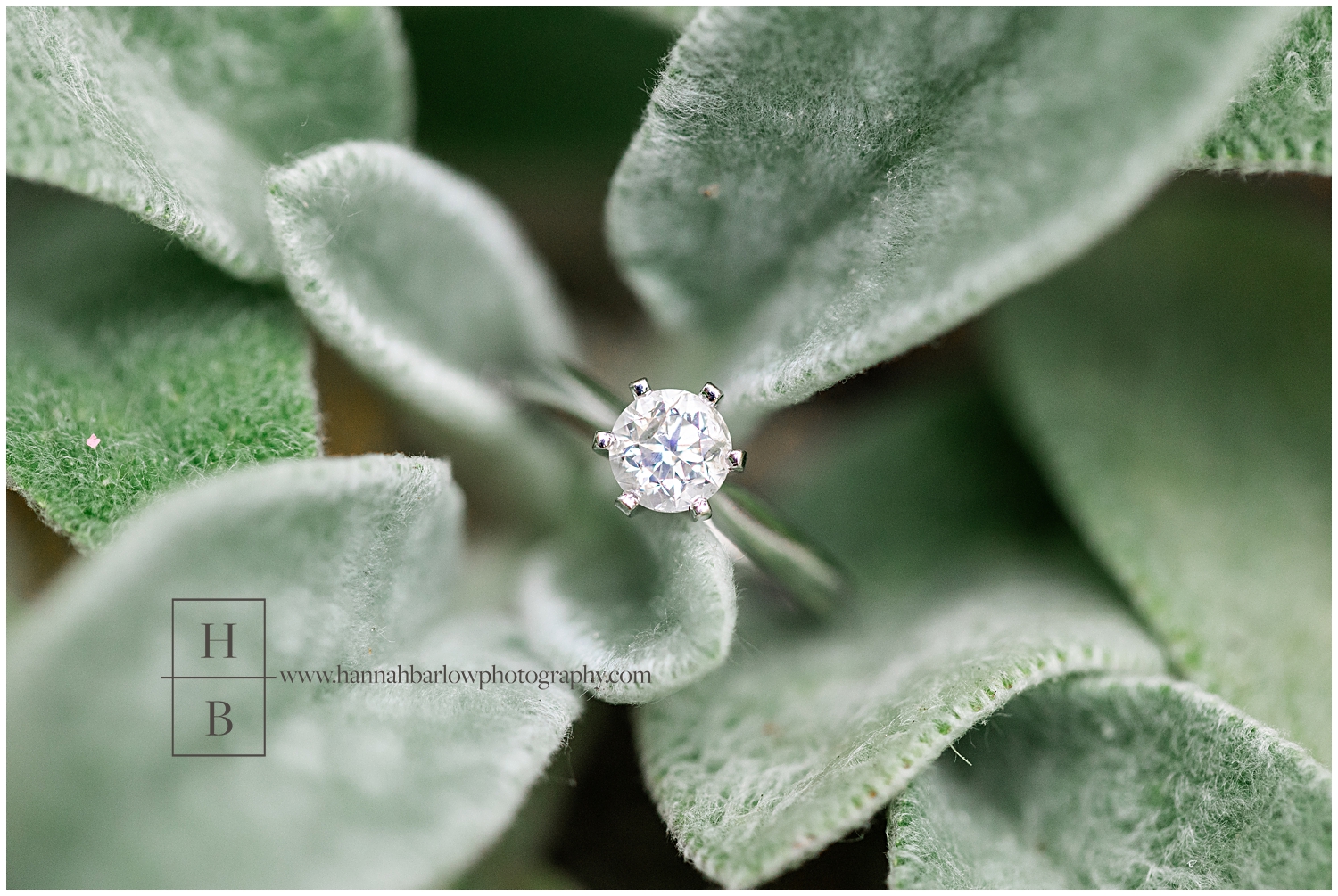 Round diamond engagement ring is featured in lamb's ear