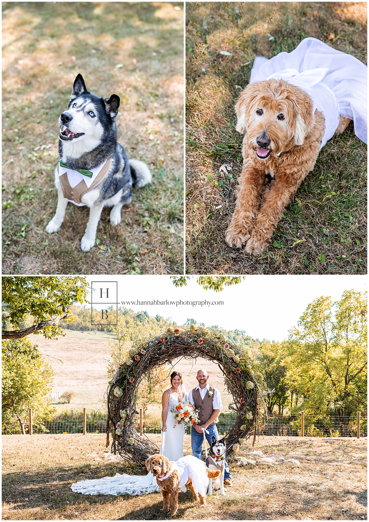 Dogs dressed up as flower girl and ringbearer posing with a couple