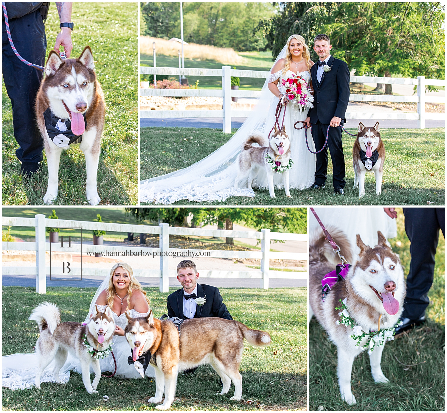 Bride and groom poses with two huskies